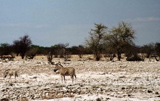 Etosha Nationalpark, Namibia